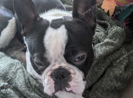 Boston terrier stud