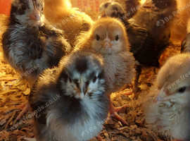 Mix breed 3 week old chicks