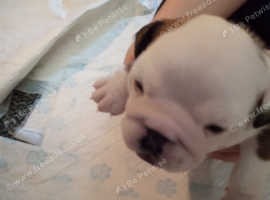English bulldog puppies