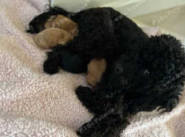 F1B poochons with championship bloodlines