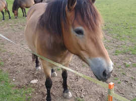 Stunning Exmoor Mare