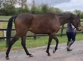 Smart 15.3 7yo Irish ROR gelding
