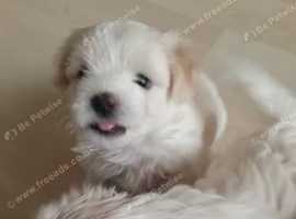 Korean maltese terrier for sale