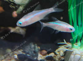 Assorted Tetra