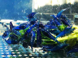 Blue diamond neocaridina shrimp