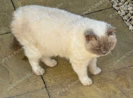 2 X Selkirk Rex Cats