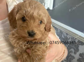 Beautiful F1 Cockapoo Puppies - Ready 22nd May - Family Raised