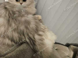 Beautiful persian chinchilla