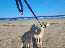 Saluki greyhound