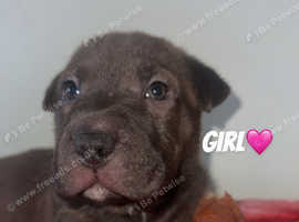 1 BULLY GIRL LEFT ASAP