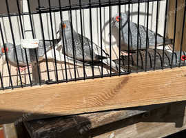 2 pairs of silver diamond doves