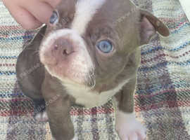 Beautiful Boston terrier pups