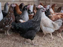 Selection of POL hens ready now