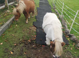 Adorable 6-Year-Old Shetland Mares - Sweet, Sturdy & Ready for Her Next Adventure!