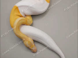Albino pied ball python
