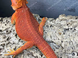 Beautiful Red Bearded Dragon For Sale