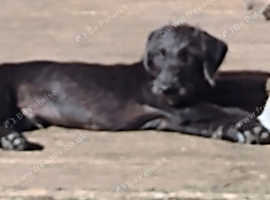 Bedlington pups