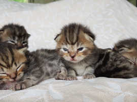 Gorgeous Pedigree Persian Kittens