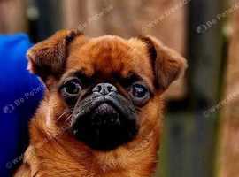 Beautiful Red Smooth Adult Male Griffon Bruxellois