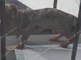 Year old Dachshunds