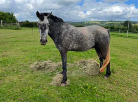 4YO CONNEMARA GELDING