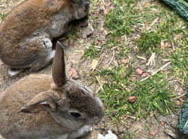 Four lovely mini rex babies