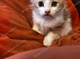 Laperm. X Male kitten