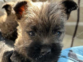 Gorgeous Cairn Terrier Puppies