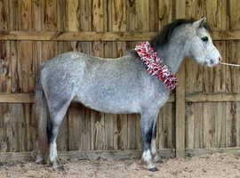 Very well bred sec a filly