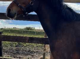 Registered 2 year old section C gelding
