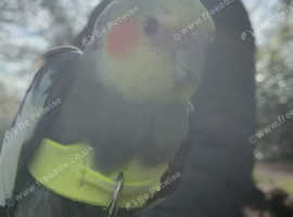 Missing cockatiel