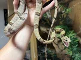 Unusual colubrids available