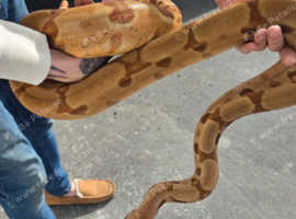 For sale female boa was sold her to me as a super gline