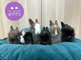 English Angora bunnies ready Valentine's Day