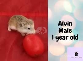 Cheeky Alvin - 1 year old Robo Hamster