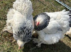 Large fowl Brahma hatching eggs