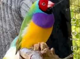 Guardian finches