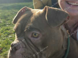 Micro chip pocket bullie