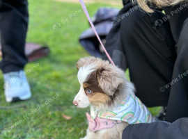Teacup Australian Shepherd Male, Red Merle