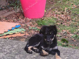 19 week female collie