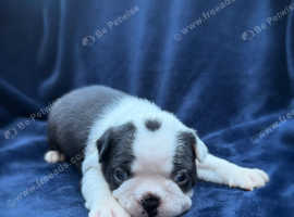 Kc registered Boston Terrier Puppies