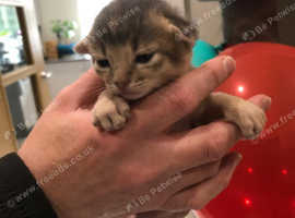 Blue & Ruddy Abyssinian kittens for sale. Tica reg.