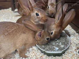 Belgian Hares - Cheshire