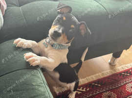 6 month puppy