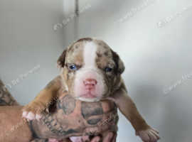 Micro bully pups looking for new homes