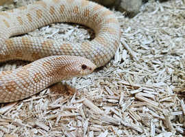 Female Conda Albino Het Anerythristic Hognose