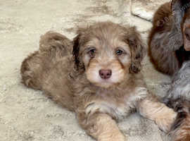 LAST PUP CHOCOLATE MERLE TOY F1 COCKAPOO