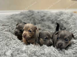 Miniature jack Russell ready 25/5