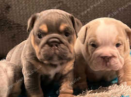 English bulldog puppies for sale