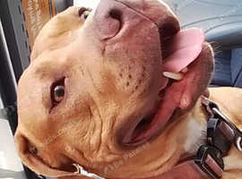 Standard female bully